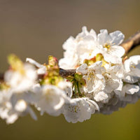 Bougie Parfumée Cerisier en Fleurs